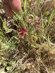 Trifolium willdenovii