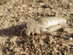 Ocnerodes prosternalis