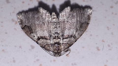 Xanthorhoe labradorensis