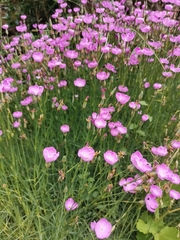 Dianthus pungens