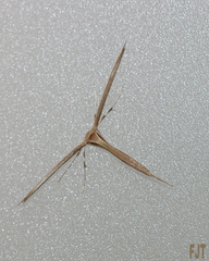 Pterophoridae