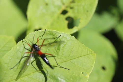 Giant Sabre Comb Horn Cranefly, Lisse, Zuid-Holland, Netherlands, photo 10 of 10