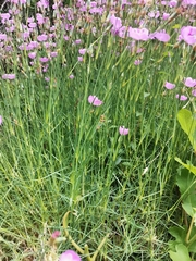 Dianthus pungens