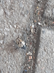 Cypherotylus elevatus