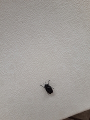 Cypherotylus elevatus