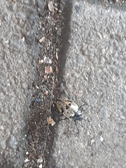 Cypherotylus elevatus