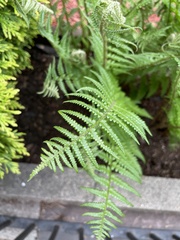 Phegopteris decursive-pinnata
