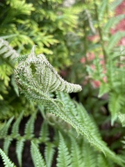 Phegopteris decursive-pinnata