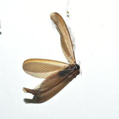 Odontotermes formosanus
