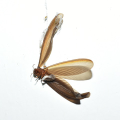 Odontotermes formosanus