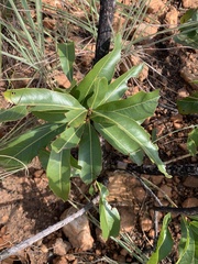 Ochna pulchra