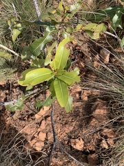 Ochna pulchra