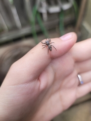 Platycryptus undatus