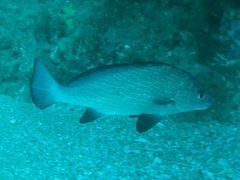 Umbrina ronchus