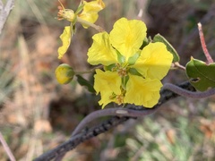 Sphedamnocarpus pruriens