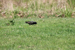 Sturnus vulgaris