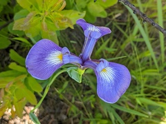 Iris tridentata