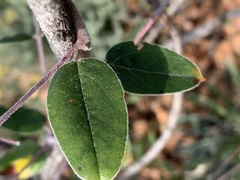 Sphedamnocarpus pruriens