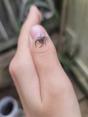 Platycryptus undatus