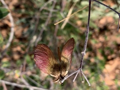 Sphedamnocarpus pruriens