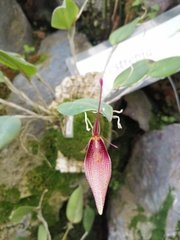 Restrepia