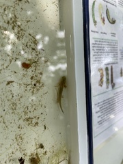Ambystoma opacum