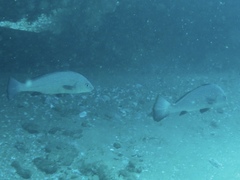Umbrina ronchus