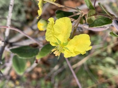 Sphedamnocarpus pruriens