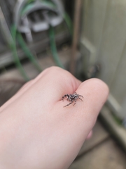 Platycryptus undatus