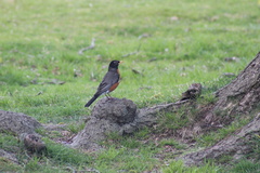 Turdus migratorius