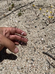 Nemacladus richardsiae