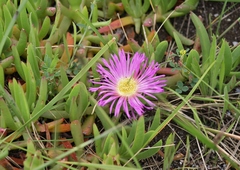 Carpobrotus aequilaterus