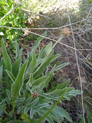 Psephellus sibiricus