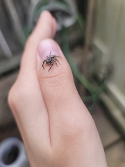 Platycryptus undatus