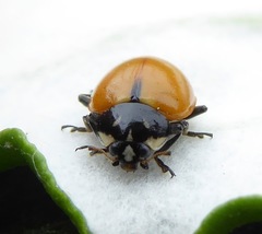 Hippodamia quinquesignata