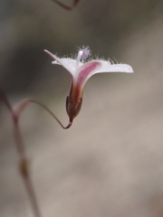 Nemacladus richardsiae