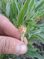 Psephellus sibiricus