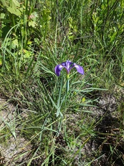 Iris tridentata