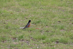 Turdus migratorius