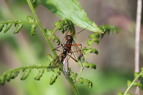 Giant Sabre Comb Horn Cranefly, Lisse, Zuid-Holland, Netherlands, photo 7 of 10