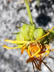 Calendula arvensis