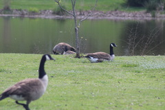 Branta canadensis