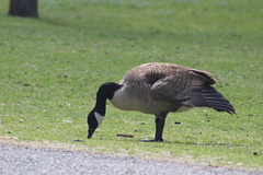 Branta canadensis