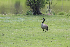 Branta canadensis