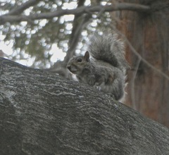 Sciurus carolinensis