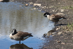 Branta canadensis