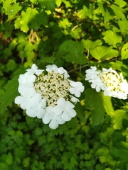 Viburnum opulus