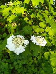 Viburnum opulus