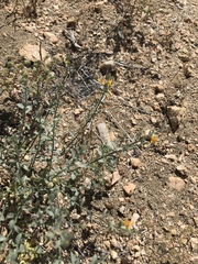 Acmispon procumbens jepsonii