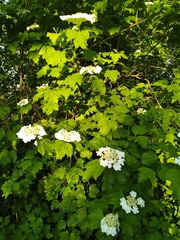 Viburnum opulus